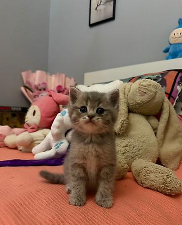 Pişiklər: Şotland yastı qulaq, Erkək, Dişi, Yaxşı əllərə, Pulsuz çatdırılma, Ödənişli çatdırılma, Ünvandan götürmə — 3