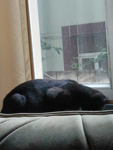 Pişiklər: Britan, Erkək, Yaxşı əllərə, Ödənişli çatdırılma — 4