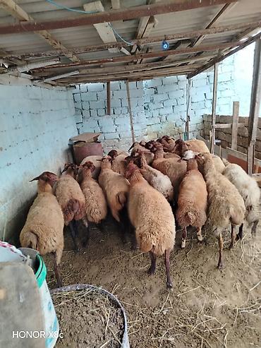 Qoyunlar, qoçlar: 27 baş qoyun satılır. - Say: 27 baş - Növ: yerli qarışıq ətlik/südlük — 3