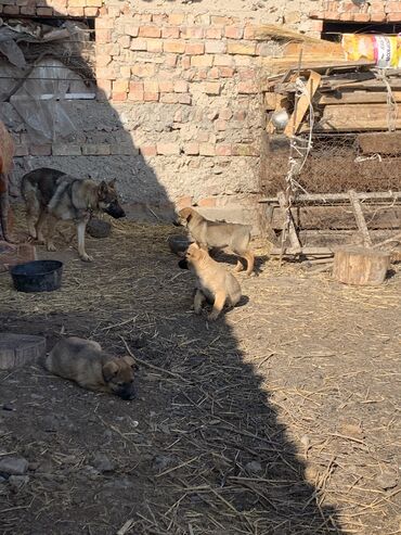 куплю собаки: Восточноевропейская овчарка, 2 месяца, Самец, С родословной