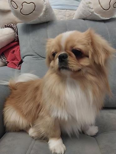 balaca it satisi: Pekines, 1 il, Erkək, Cütləşmə üçün, Pulsuz çatdırılma — 2