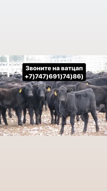 Коровы, быки: Бычки телята Ангус белоголовый Герефорд Голштын Возраст разный звоните