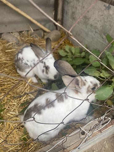 Продам с/х животных: Продаю | Крольчата | Для разведения — 3