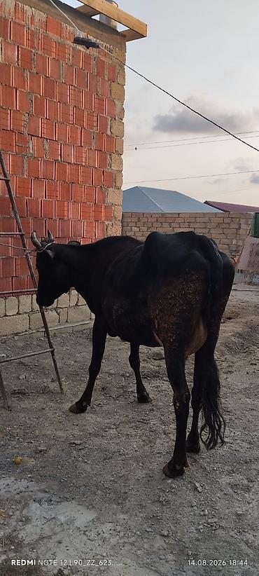 meyn kun qiymeti: Axşam sabah 5 litr süd verir 2 çi balasıdi dişi balası var 25 gündü — 3