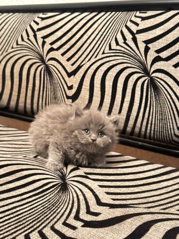 Pişiklər: Britan, Yaxşı əllərə — 4