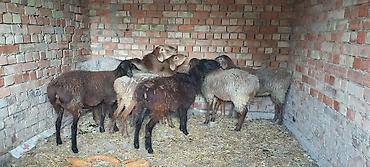 Продам с/х животных: Продаю | Овца (самка) | Для разведения | Ярка — 3