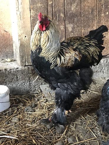 Куры, петухи: Продаю | Петух | Для разведения, На забой — 4