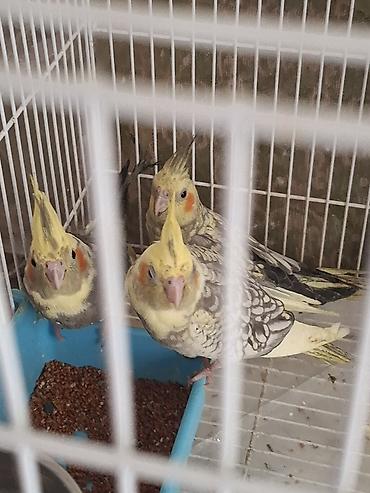 Tutuquşları: Nymph paraketləri (cockatiel) – bir qəfəsdə bir neçə fərqli rəng — 3