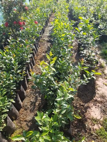 Tinglər: Limon və mandarin tingleri 10 azn sifarişlə gətiririk lalafo.az -da Tinglər: Limon və mandarin tingleri 10 azn sifarişlə gətiririk