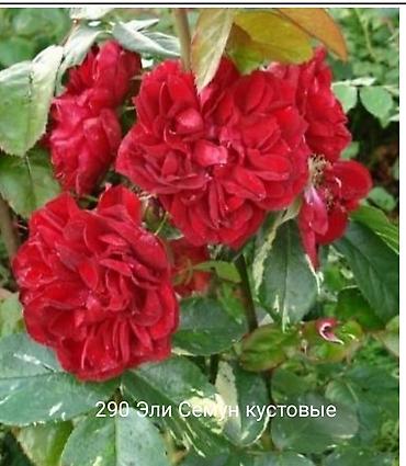 Rose saplings: Кустовые розы — сорта: - Э Шропшир Эд (№534): густомахровые — 43