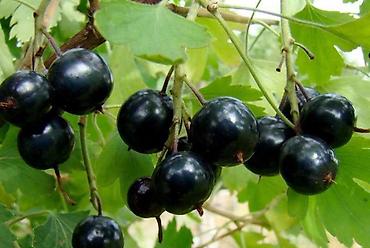 Семена и саженцы: Саженцы чёрной смородины - Культура: чёрная смородина (Ribes nigrum) — 3