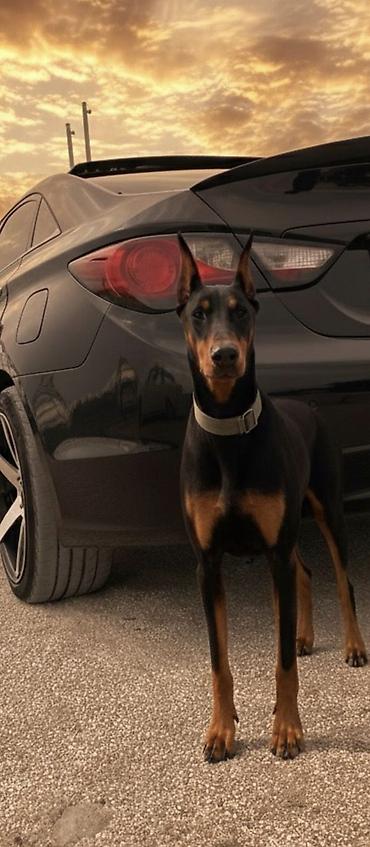 etibarlı ellere it: Doberman — 1