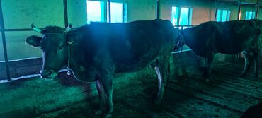 Коровы, быки: Продаю | Корова (самка) | Для молока | Привязанные at lalafo.kg — 4 Коровы, быки: Продаю | Корова (самка) | Для молока | Привязанные — 4