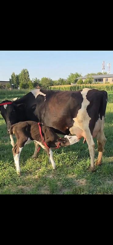Inəklər, öküzlər: Satılır: inək və balası - Cins: qara-ağ alaca süd tipli inək - — 3