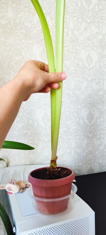 Другие комнатные растения: Бишкек мкрн Кок Жар и рабочий городок! Пеларгония карликовая - — 3