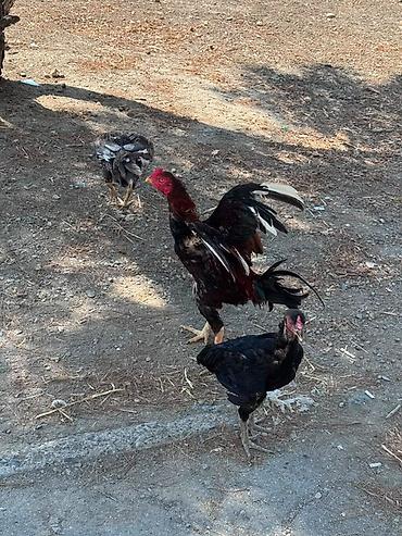 корм для собак баку: Barter edirem yerli toyuqlarla — 2