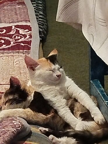 Отдам даром кошку: Котята трёхцветной окраски - Домашние котята с ярким черепаховым и — 7