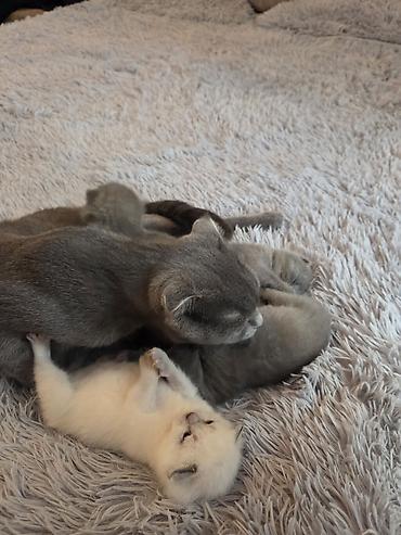 Pişiklər: Şotland — 2