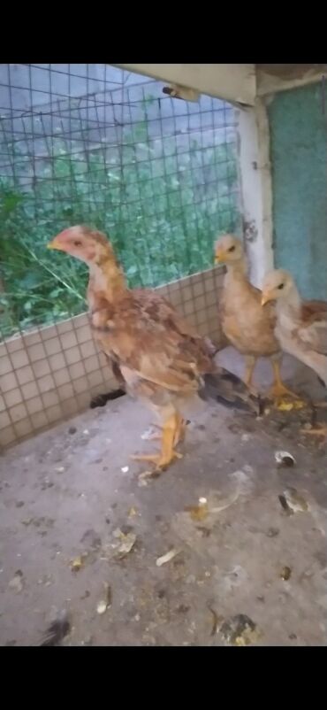 Птицы: Цыплята породы дакан бойцовые оптом 3000
