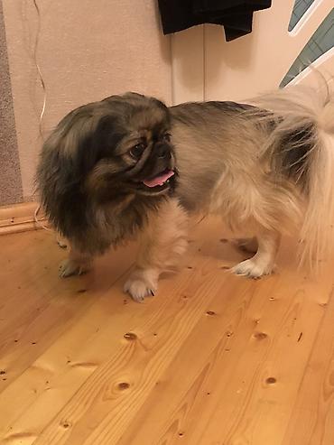 norka heyvan: Pekines, 3 il, Erkək, Sənədli, Ünvandan götürmə — 1