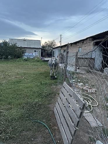 Айыл-чарба жаныбарлары: Сатам | Кунаажын | Швиц | Көбөйтүү үчүн, Сүт алуу үчүн | Байланган — 3