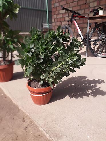 Молочаи: Комнатные растения в горшках 1) Молочай Милла (Euphorbia milii — 3