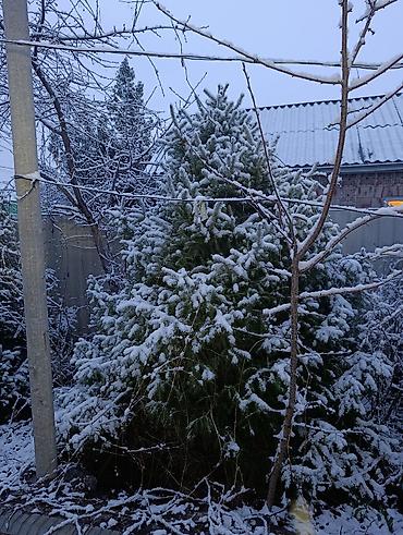 Пихта: Пихты/ели для участка - Живые хвойные деревья, выращенные на — 3