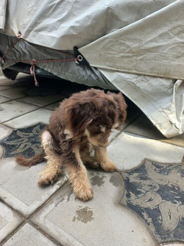 İtlər: 2 ay, Erkek, Ünvandan götürmə — 7