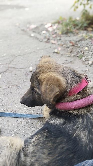fermer kg: Собака даром: Дворняжка, 3 месяца, Самец — 2