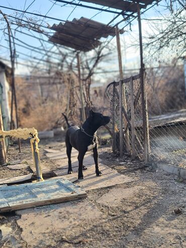 пит: ПИТБУЛЬ КОБЕЛЬ ДЛЯ ВЯЗКИ ПОЛНОСТЬЮ ЗДОРОВЫЙ, ХОРОШИХ ГЕН ДАЁТ