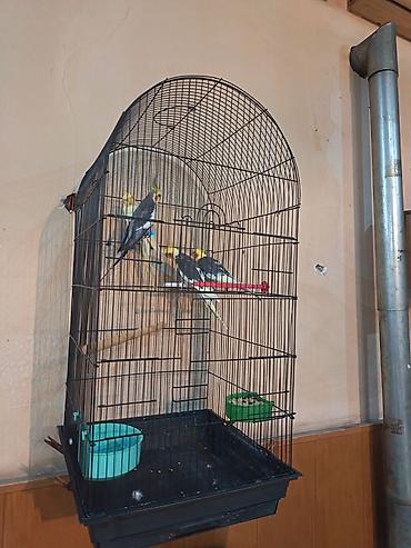 клетка для кореллы: Nimçəsən (Cockatiel) quşları və qəfəs komplekti - Növ: Nimçəsən — 4