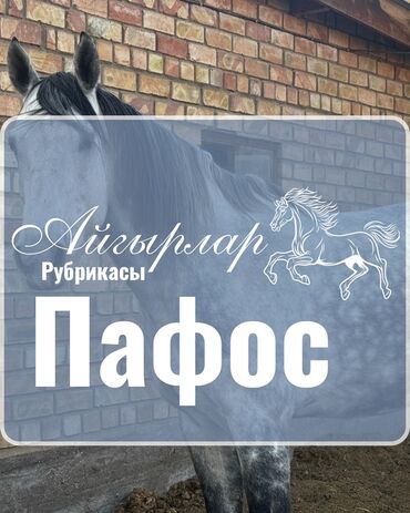 Лошади, кони: Продаю | Жеребец | Конный спорт | Племенные — 1