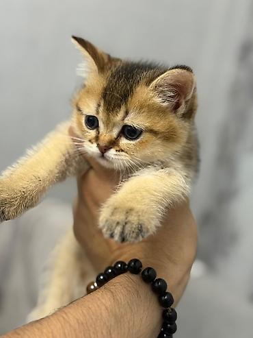 Pişiklər: Şinşilla, Erkək — 1