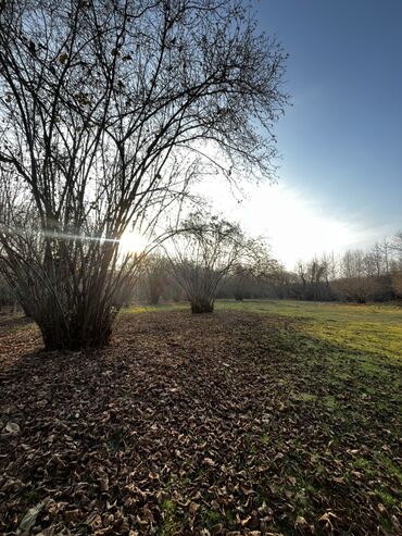 Torpaq sahələrinin satışı: Qəbələ rayonunun Soltannuxa kəndində magistral yolun düz kənarında — 5