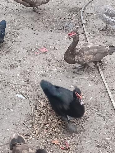 sari qus: Erkey öküzü qırmızı Zümrüd qara 60manat — 2