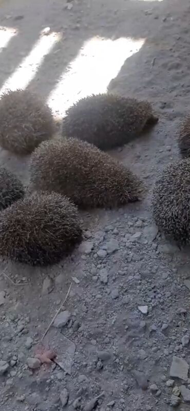 Inəklər, öküzlər: Məhsul: Kirpilər (canlı heyvanlar) Təsvir: - Şəkillərdə çoxsaylı