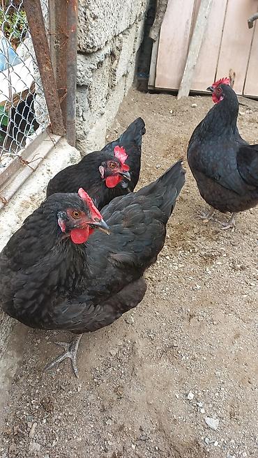 danşan quş: 1 illik sürü. 13 toyuq 1 xoruz. hər gün yumurtlayan (günə 10 əd) hal — 2