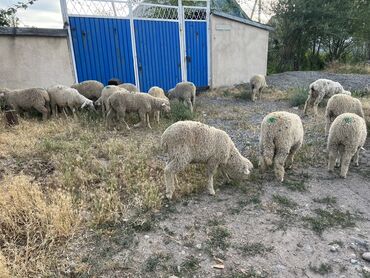 авган кой: Продаю Бараны мироновцы кочкор жирные для Курбан Аит
