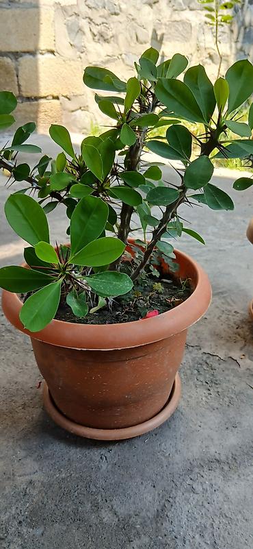 gul toxum satışı: Bitkilər: Euphorbia milii (Tikanlı tac, “Crown of Thorns”) – hazir — 2