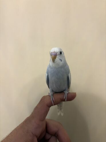 Tutuquşları: Tutuquşu
