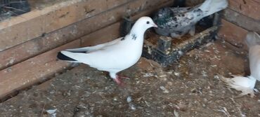 Göyərçinlər: Sari qara cutdu.sarinin ata anasi 6 saat ucur .cutu 45manata.pavlin 10 — 10