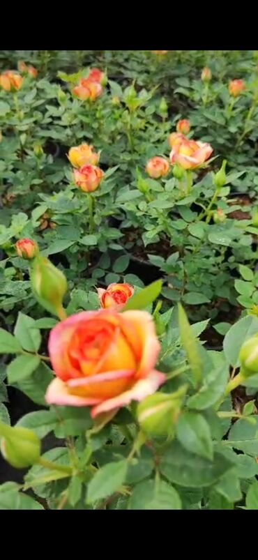 dekorativ otaq bitkiləri: Розы Амбианс