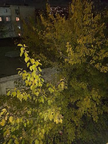 azadliq ev: Tam temirli esyali menzil her kese kiraye verilir.heyvanlarin — 3