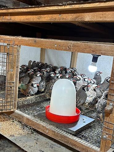 barred rock: Məhsul: Dağ kekliyi (Alectoris chukar) – sürü halında Təsvir: - — 8
