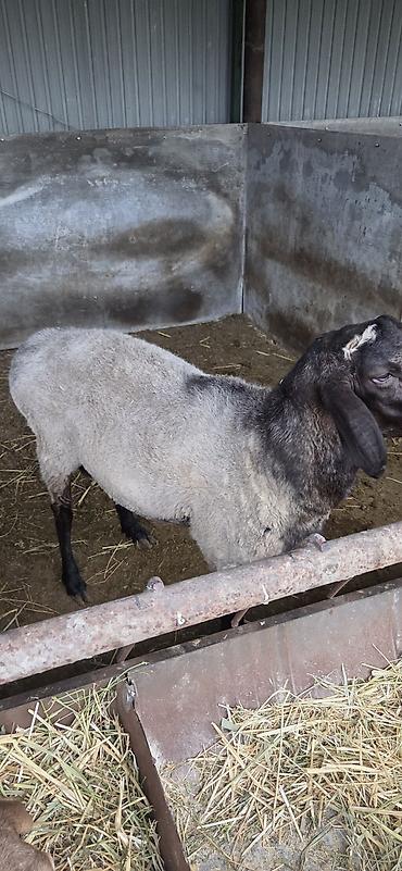 Баран, овца: Продаю | Баран (самец) — 9