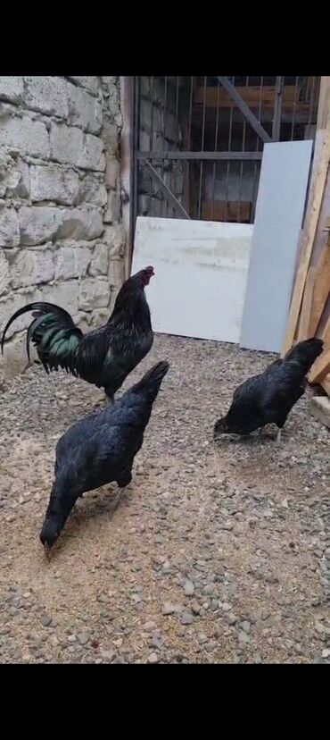 Hinduşka: Erkək, Kanada, Holland, Amerika, Damazlıq, Pulsuz çatdırılma — 25