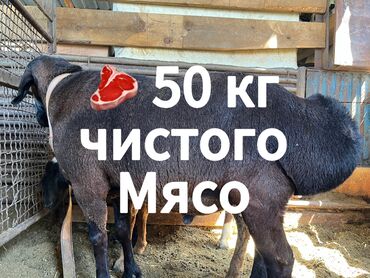 дом для котов: Продаю | Баран (самец) | Гиссарская | На забой | Осеменитель
