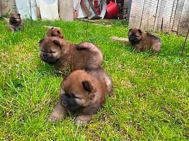 Psi: Chow Chow štenci Štenci Čau-Čau izložbenog potencijala sa rodovnikom — 2