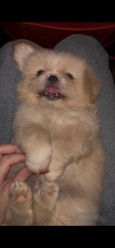 İtlər: Pekines, 2 ay, Erkek, Peyvəndli, Ünvandan götürmə, Ödənişli çatdırılma