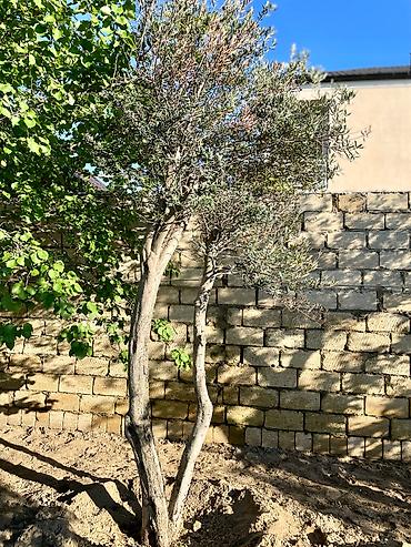 Ağaclar: Zeytun ağacları.Hər ölçüdə var. Əlaqə nömrəsi: +994503788715 -da lalafo.az — 10 Ağaclar: Zeytun ağacları.Hər ölçüdə var. Əlaqə nömrəsi: +994503788715 — 10